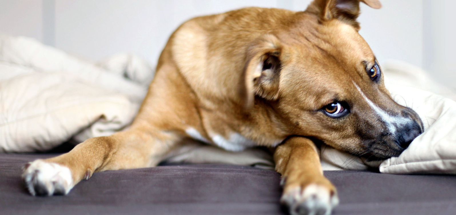 Soins vétérinaires pour chiens